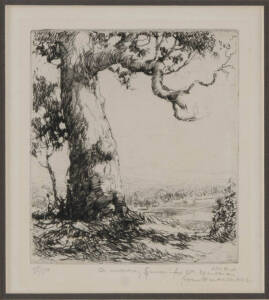 HAROLD BROCKLEBANK HERBERT (1892-1945), A Murray Gum, etching 38/50, signed and incised 'Harold Herbert' lower right, 12.5 x 11 cm
