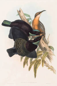 JOHN GOULD (1804-1881), Ptiloris Victoriae (Birds of Australia Supplement), lithograph, 52 x 35cm
