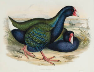 JOHN GOULD (1804-1881), Notornis Mantelli (Birds of Australia Supplement), lithograph (double plate), 51 x 67cm