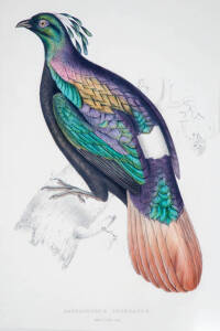 JOHN GOULD (1804-1881) Lophophorus Impeyanuscolour lithpograph 53 x 34.5cm