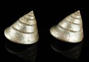 Two sailor engraved shells, 19th century one engraved Toad Miller, dated 1893 the other engraved Marry Christmas 8cm high, 7.5cm wide - 3