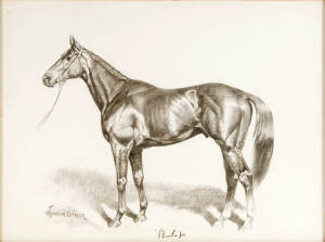 PHAR LAP: James Lynwood Palmer (British, 1868-1941), "Phar Lap", charcoal, signed "Lynwood Palmer" lower left and inscribed, framed & glazed, overall 78x60cm.