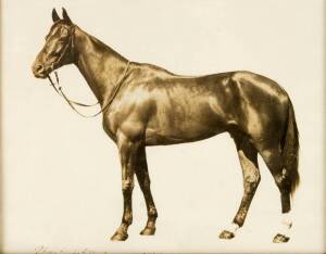 PHAR LAP: Colour tin photo, 22x18cm; plus b/w photograph "Phar Lap 5 years" in frame, overall 35x30cm.