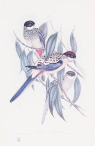 JOHN GOULD (1804-1881), Birds, reproduction print, 53 x 35 cm