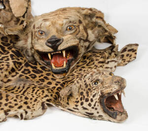 Antique taxidermied tiger's head & leopard skin rug. Condition poor to fair.