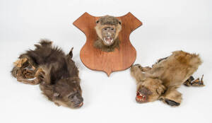 Mounted monkey's head & two taxidermed monkeys. 3 items.