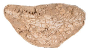 MOSASAURUS ANCEPS JAW, Upper Cretaceous (145-100myo), from Khourigba, Morocco, size 131x75cm.