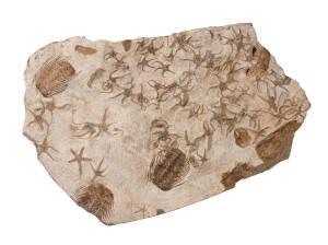 SELENOPELTIS TRILOBITE/ OPHIUROID STAR PLATE, Ordovician (478-443 myo), from Kataoua, Morocco, size 81x62cm