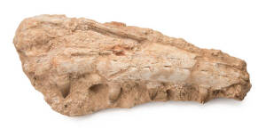 FOSSIL - MOSASAUR JAW, 55cm long, Cretaceous, from Morocco.