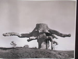 DOUGLAS THOMPSON [1932- ] "Tree Stump with Massive Erosion Gippsland", 1955, pigment ink on giclee print, signed by the photographer at lower right, ed. 1/25. Image size: 37.5x49.5cm.